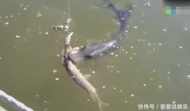 男子钓鱼时发现鱼漂不停的抖动,提上来后却把他看傻眼了