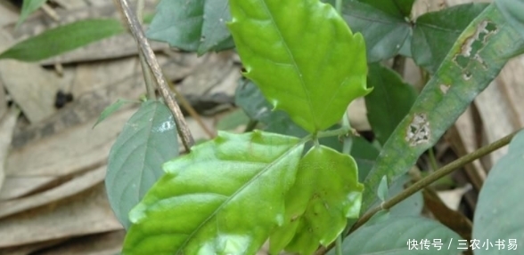 三农|农村一种野草,外表平常,殊不知城里100元一斤,你认识吗?