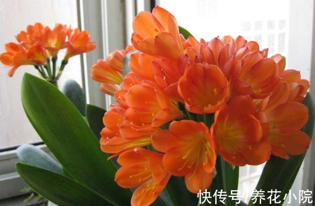 鲜艳|君子兰到了冬天,给它做好4件事,春天开花又大又鲜艳