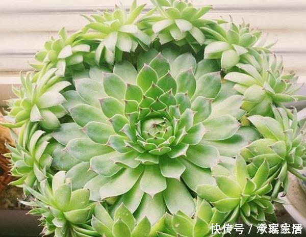 多肉植物|它被称为“最好养活的花”，一种就活，年年爆盆，一颗繁殖50棵