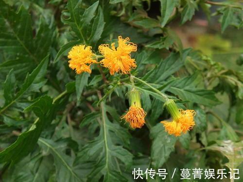 遇见|农村野草类似三七,却有点像菊花,有很多作用,遇见好好珍惜!