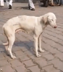 |搞笑GIF:看到最后那个动作 我悬着的心可算是放下了