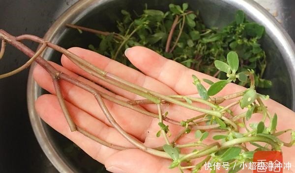 难得的“黄金野菜”，消炎杀菌降血压，是天然的抗生素