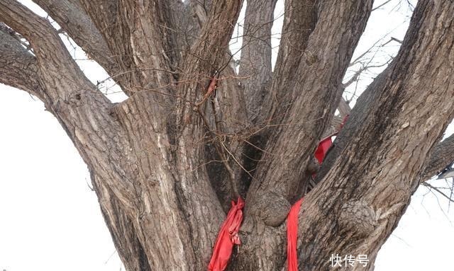 中年|一棵“五百年”银杏树的秋天和冬天, 在栖霞荆子埠村