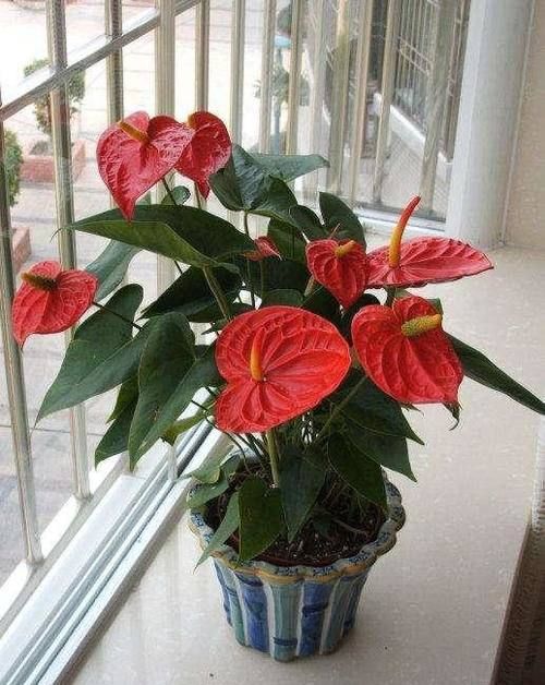 红掌不开花?盆里浇点它,花比叶子还多,红红火火一整年