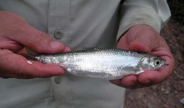 钓白条鱼真是累人，用我分享的方法，只要你下钩，它就在那等你