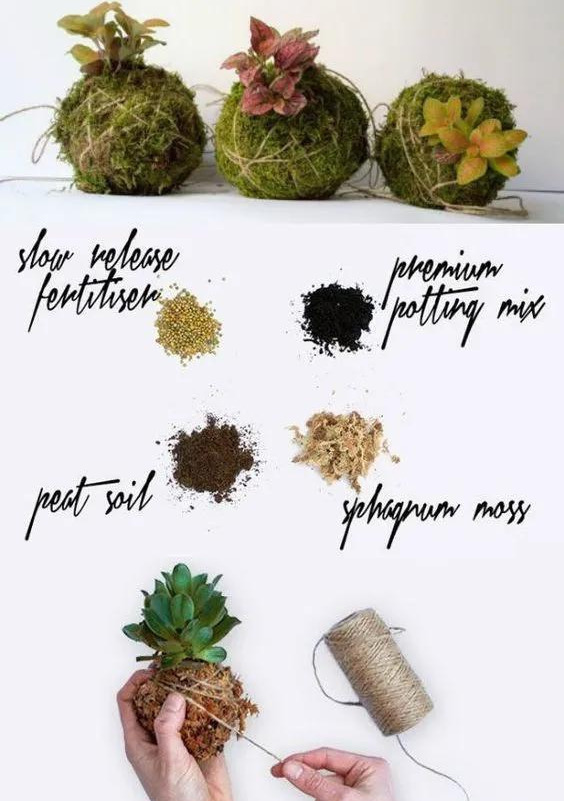 室内绿植种花不用盆，揉一个小球吊起来就让家里美翻