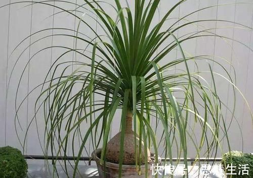 家庭里最适合养4种“大植物”,不仅是“天然造氧机”,还好活!