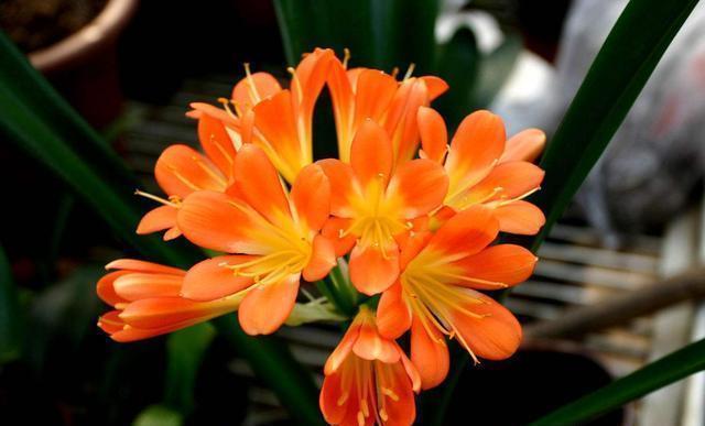 养君子兰|室内养君子兰,只需做好最“关键”2点,根不烂了,叶片又肥又厚