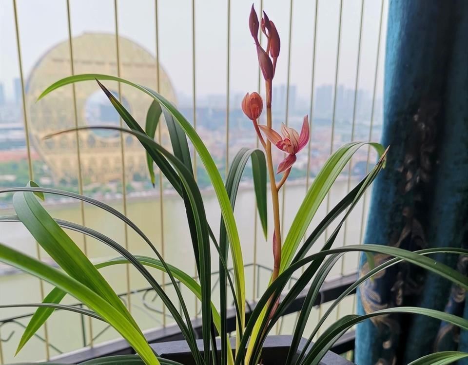 兰花久久不冒新芽,喂点天然促根水,15天冒9颗芽