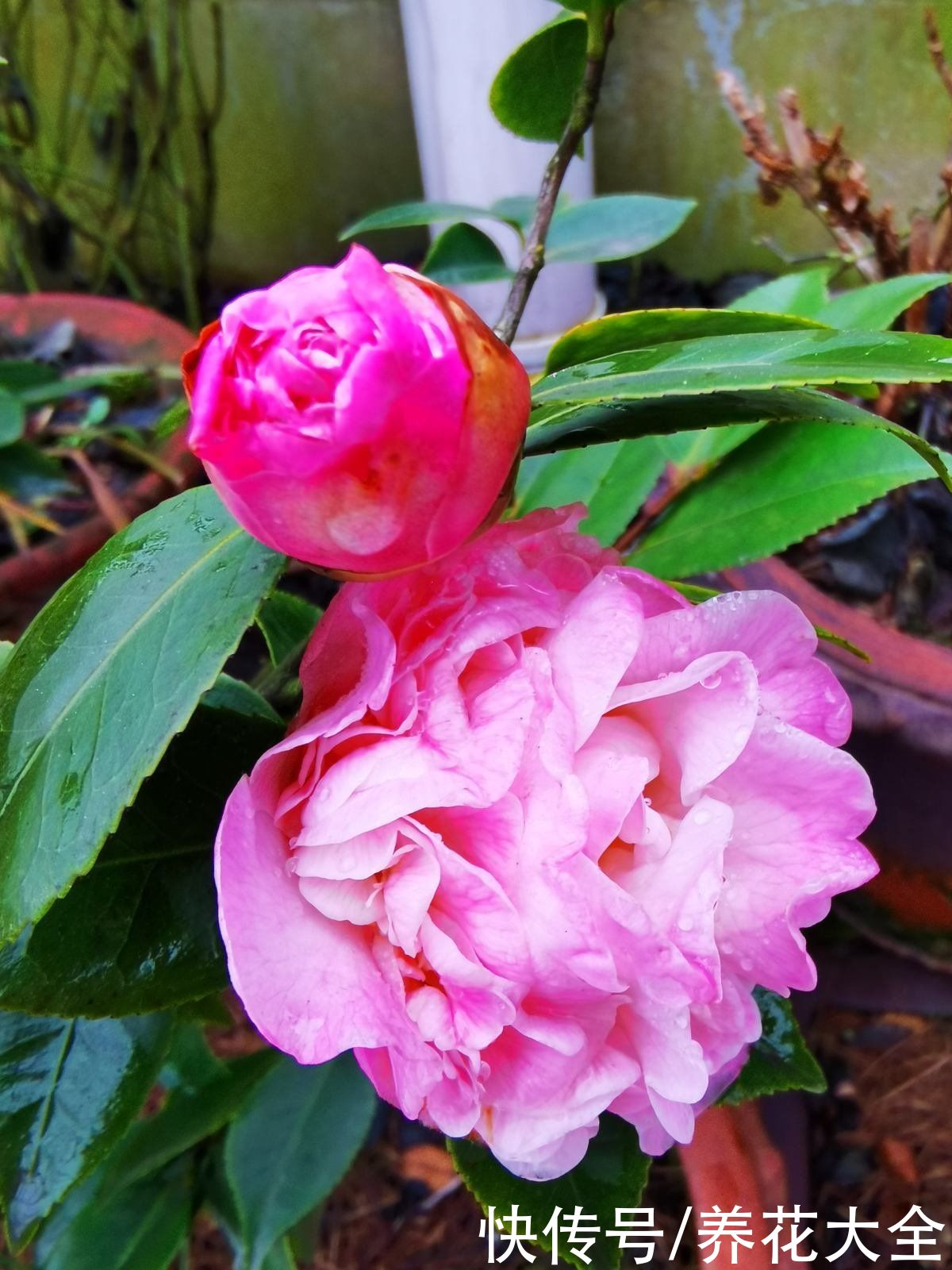 家里面养6种守家树，开花红红火火，一年到尾都有好兆头