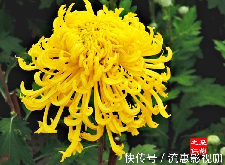 喜欢牡丹，不如养“珍奇名菊”，似金凤起舞，金光闪闪，开花艳丽