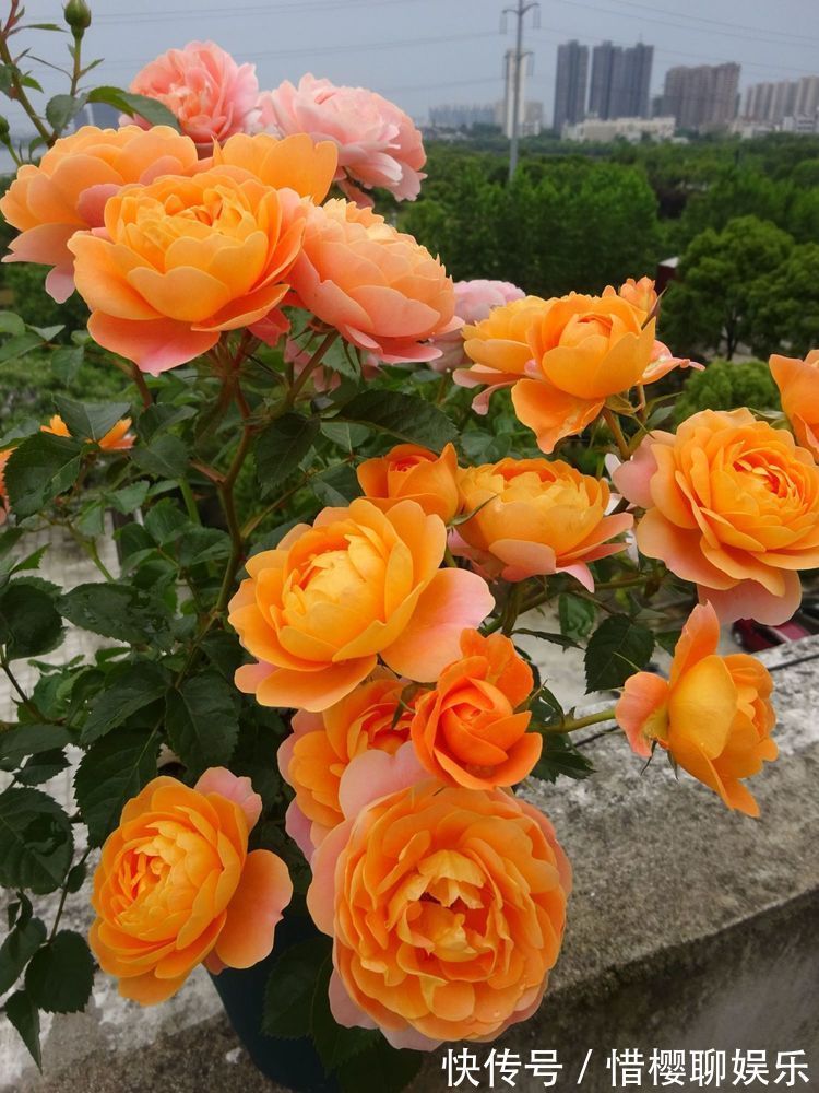 优雅|喜欢牡丹，不如养“高档玫瑰”康沃尔公爵夫人，花开高贵优雅！值