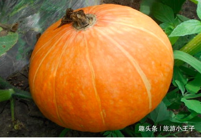 南瓜百利但有二害,危害极大,很多人还不清楚,早知早受益