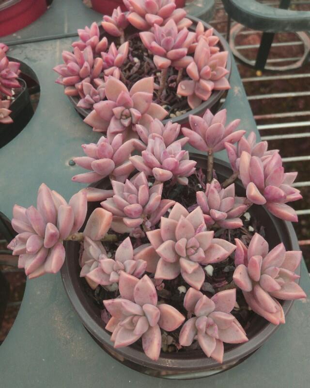 适合新手种植的多肉植物