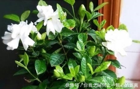 香气|这几种自带香气的花，家里种上一盆，就能让家里花香扑鼻