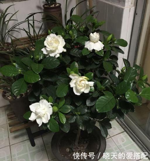 新芽|9月栀子花需要关心,“3种水”不能省,学会长新芽,清香小半年