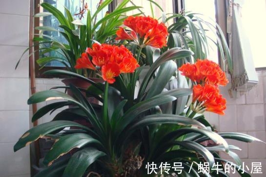 烂根|七八月份的君子兰,不能“瞎折腾”,保证健康才能安稳度夏