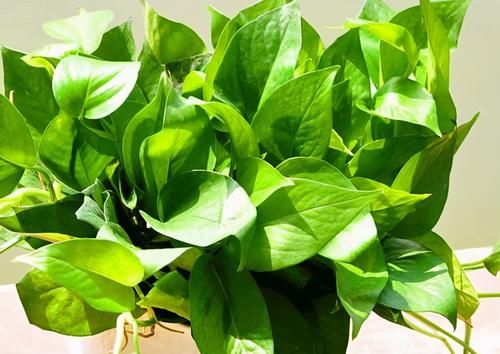 家庭盆栽绿萝不见长？靠它解决问题，一不留神枝叶就溢出盆