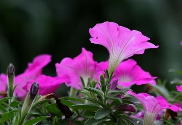  种花|这10种花花期超长又好养，你都知道吗？