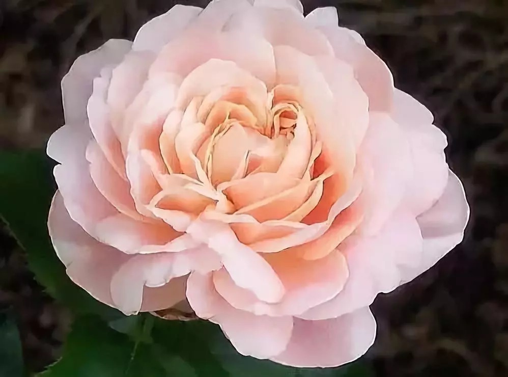 名贵植物排行,令人大开眼界!