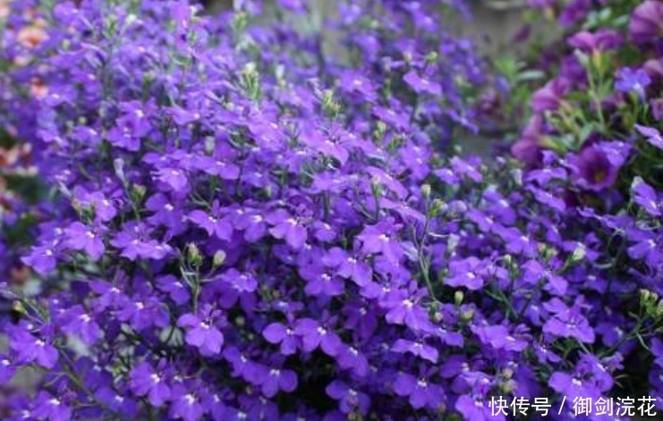 越来越多人喜欢养这“4种花”,好养又漂亮,一开就是300多天!