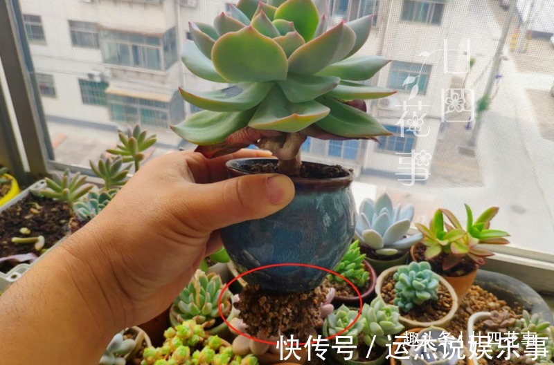 浇水|夏天不敢给多肉浇水?一个小妙招,轻松解决难题,适合新手和懒人