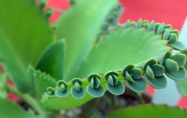 这种多肉盆栽叫落地生根 扔土里不用管自己就繁殖一大盆 快资讯