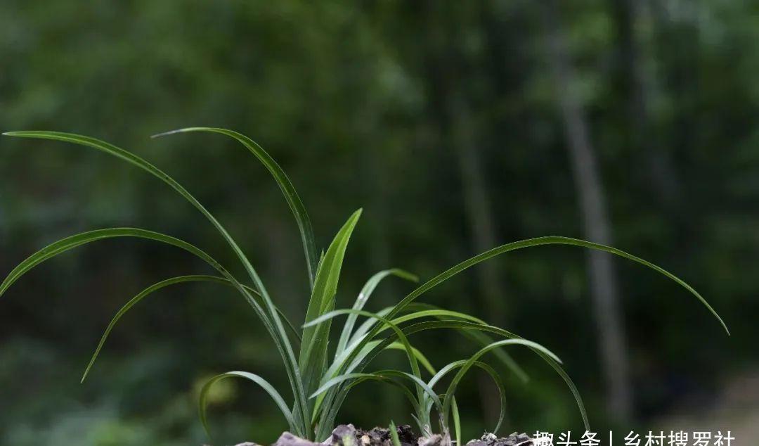 什么是兰花老芦头？如何快速育苗？这样操作，比花钱的营养土更好