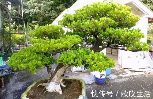 聪明人爱养的4种花，有的寓意好，有的净化能力强，你在养吗