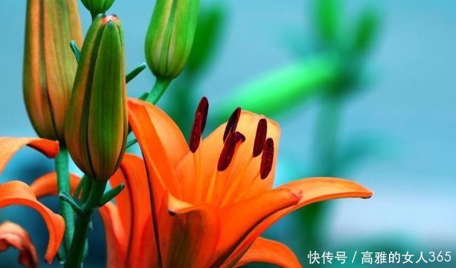 50种植物花语,不要再傻傻送错花了