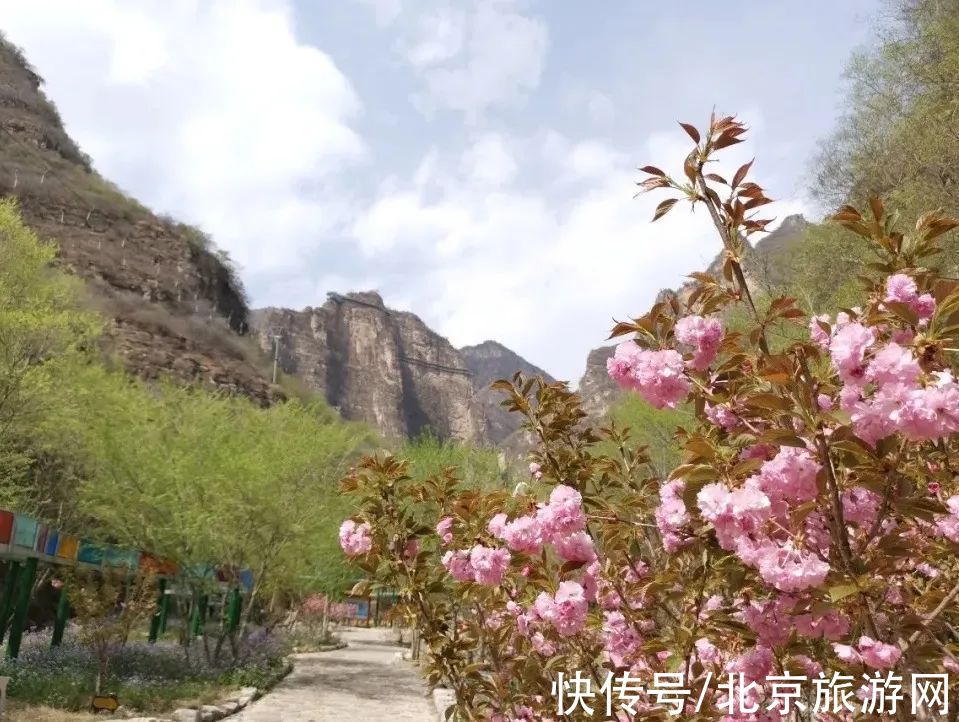 十渡|春已至，花绽放！这份房山赏花攻略请查收！