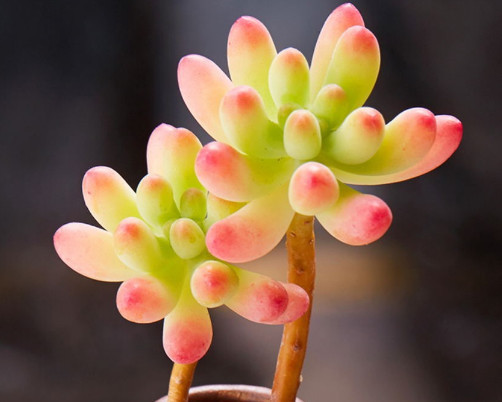 多肉果冻乙女心怎么养教你3个小妙招，果冻乙女心饱满又剔透