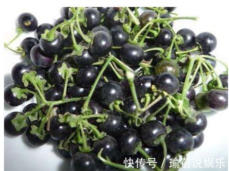 农作物|农村一种“黑色”野果，殊不知它还可散瘀消肿，清热解毒