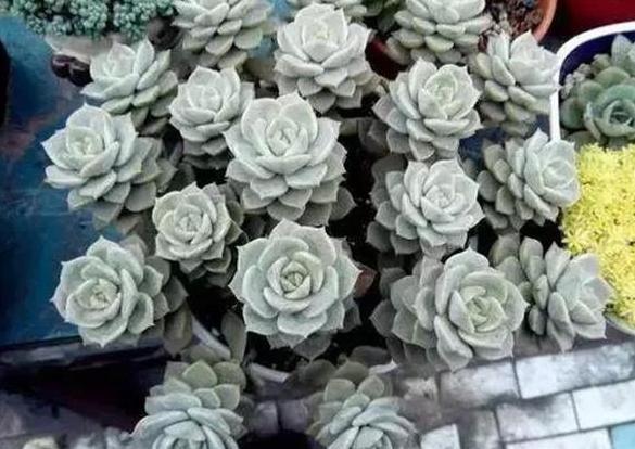 养多肉，一到夏季就徒长、黑腐、化水谨记3点保管枝叶繁茂