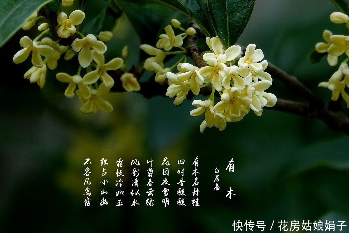 金桂不好养?四步教你养出一盆独一无二的桂花树,花开满枝头