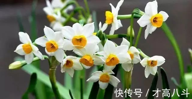 水仙花@黄庭坚最美的一首咏物诗,满溢仙气,最美妙的文字,最潇洒的性情