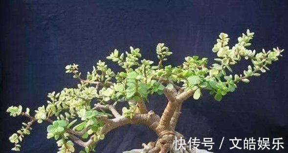 盆景|想要养一盆好看的金枝玉叶，教你一招，长成老桩，人人见了都夸美