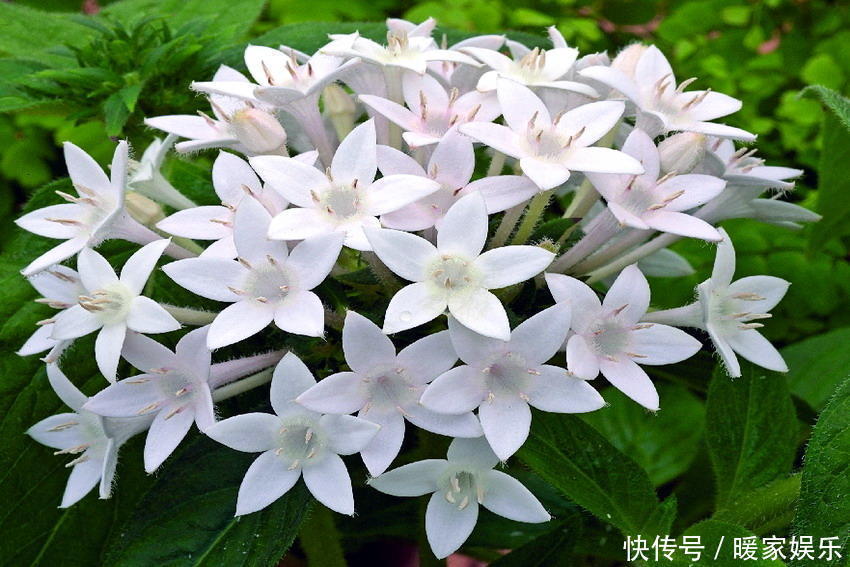 七里香|最适合夏天养的花，水浇够了，满盆开出小白花！