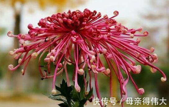 养花试试这几款，花色是黎明红，高贵典雅