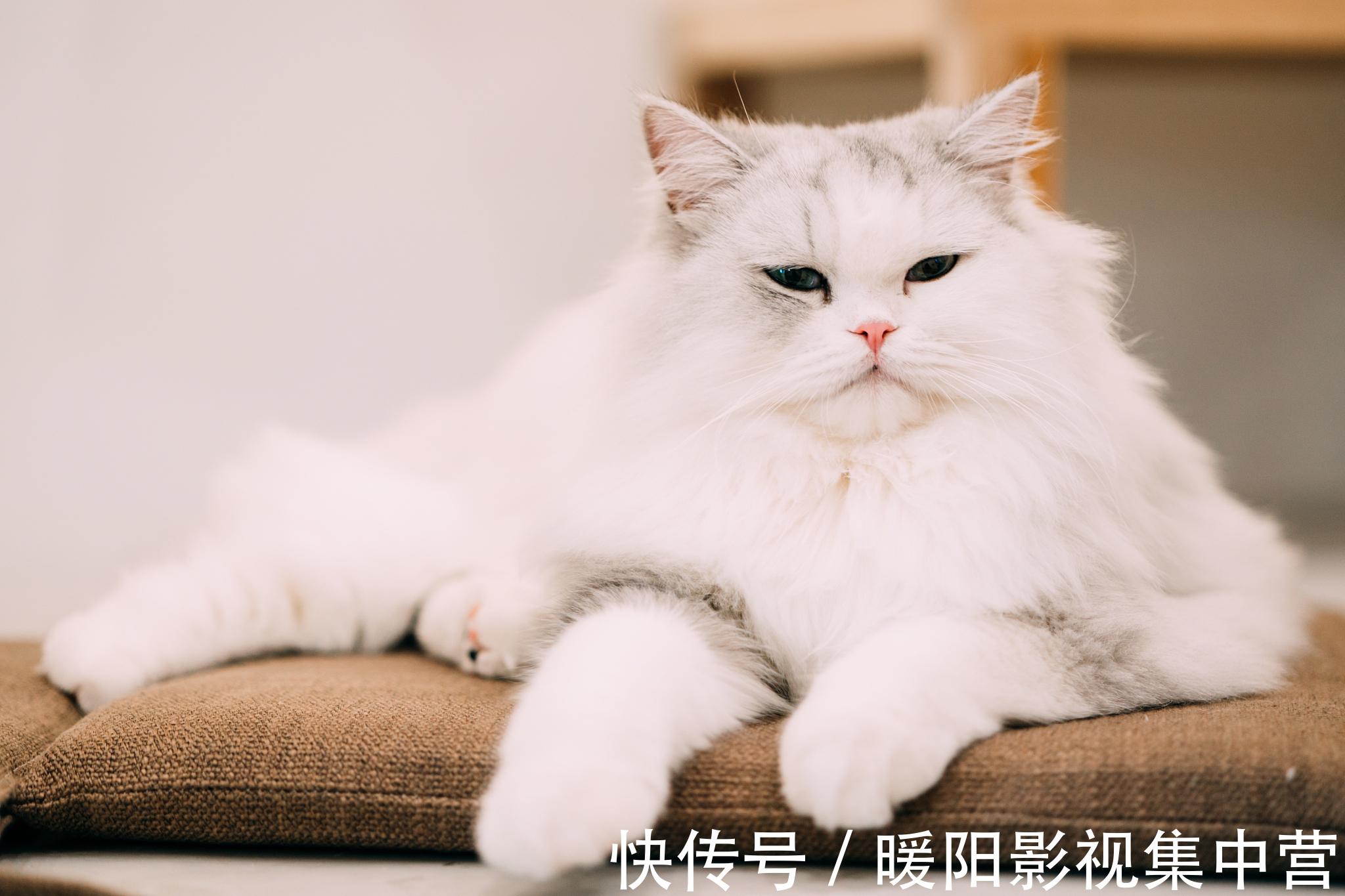 男女主!5本文笔好的穿越小说,养成暗恋,男主偏执,女主不小白