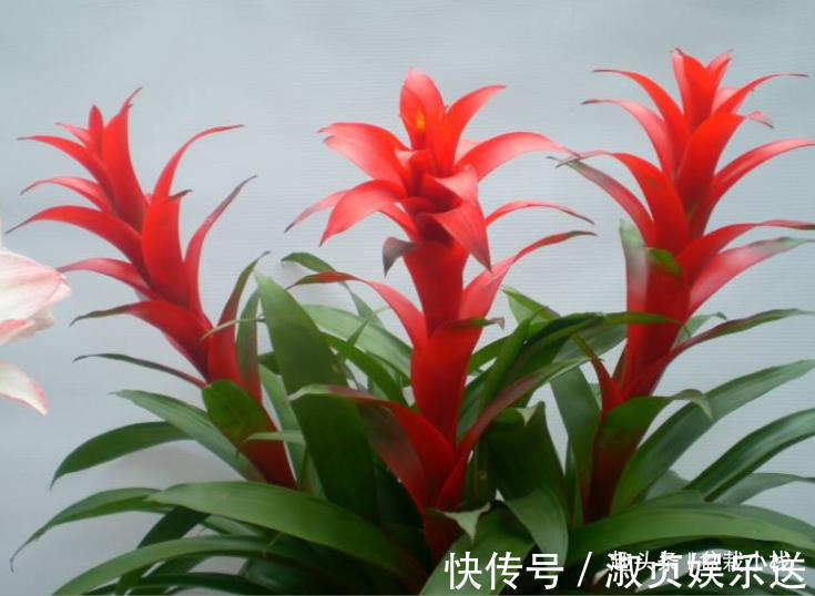 3种“喜庆花卉”,摆放在客厅,年味足观赏价值高,你在养吗