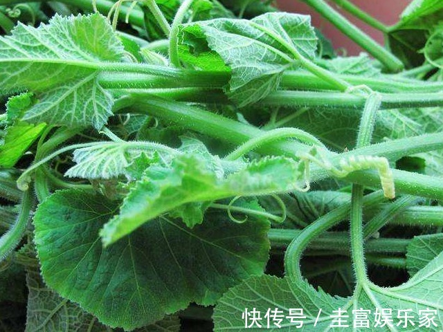 功效|一瓜藤,农村人吃厌了,城里人拼命吃,能治胃痛、去结石、降血压