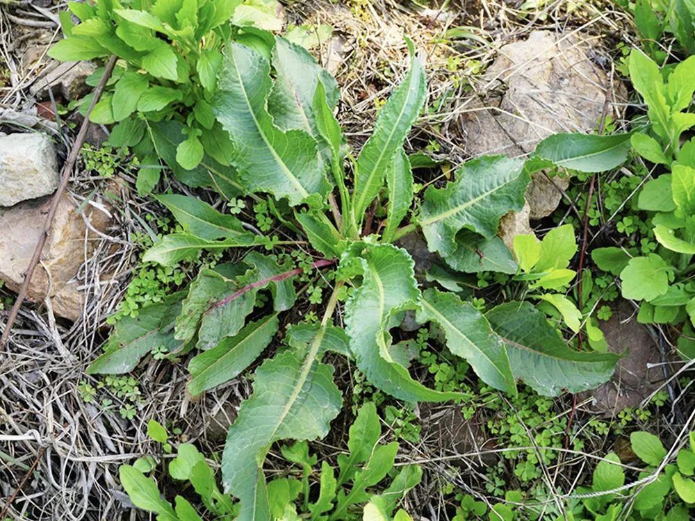  如今|曾是穷苦人的救命野菜，如今15元一斤成稀罕货，俗称“野菠菜”