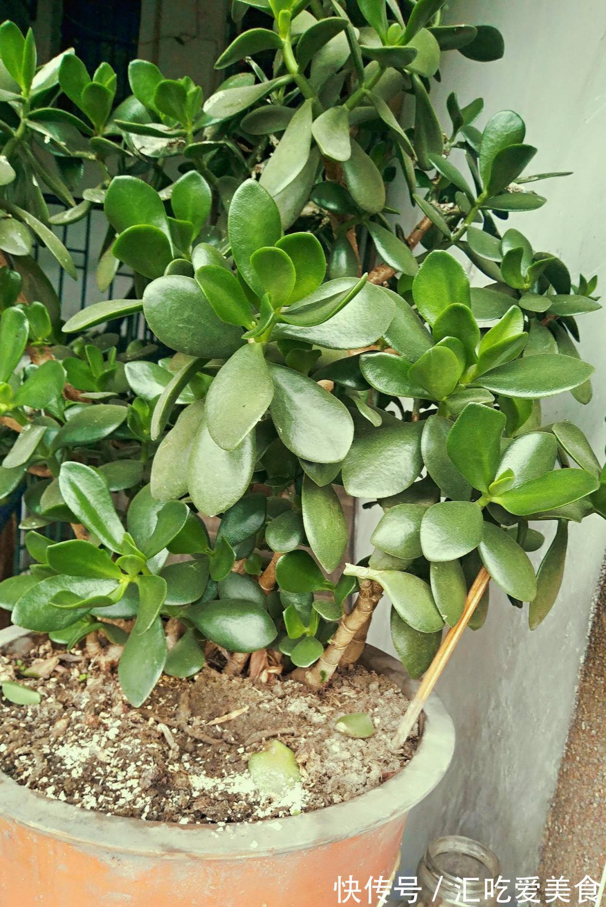 适合新手养的2种盆栽,挺拔秀丽花色美,容易养活很优良