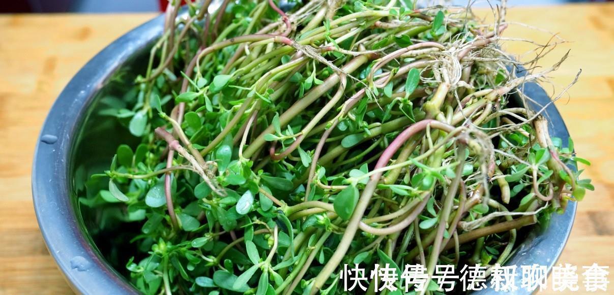城市人|遇到此菜我从不还价,碰运气才能买到,简单一做,就是一道特色菜