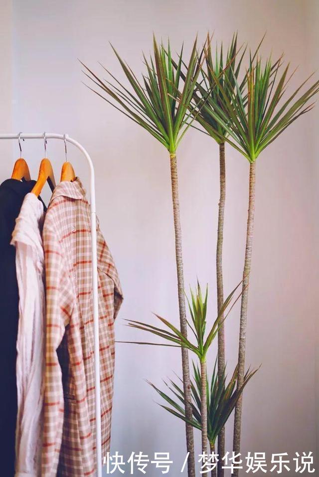 懂花的人都选5种花:“人养花、花养人”,盆盆都是精品