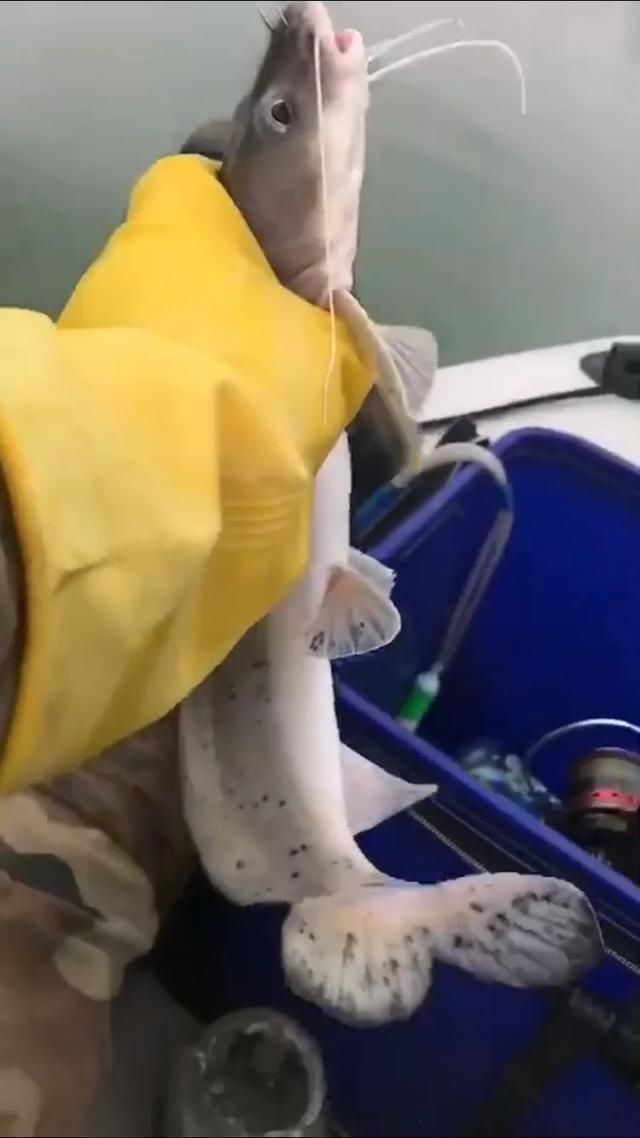 矶竿|这种是我国最贵的淡水鱼品种之一,很多人即使钓到都舍不得吃