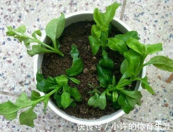 6种青菜根,吃完不要扔,插进花盆,浇浇水,20天长成“小菜园”