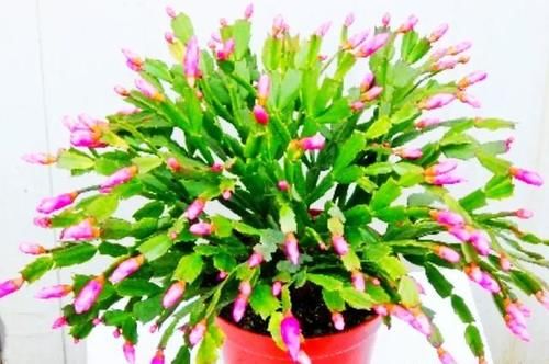 蟹爪兰叶片发红,怎么办?